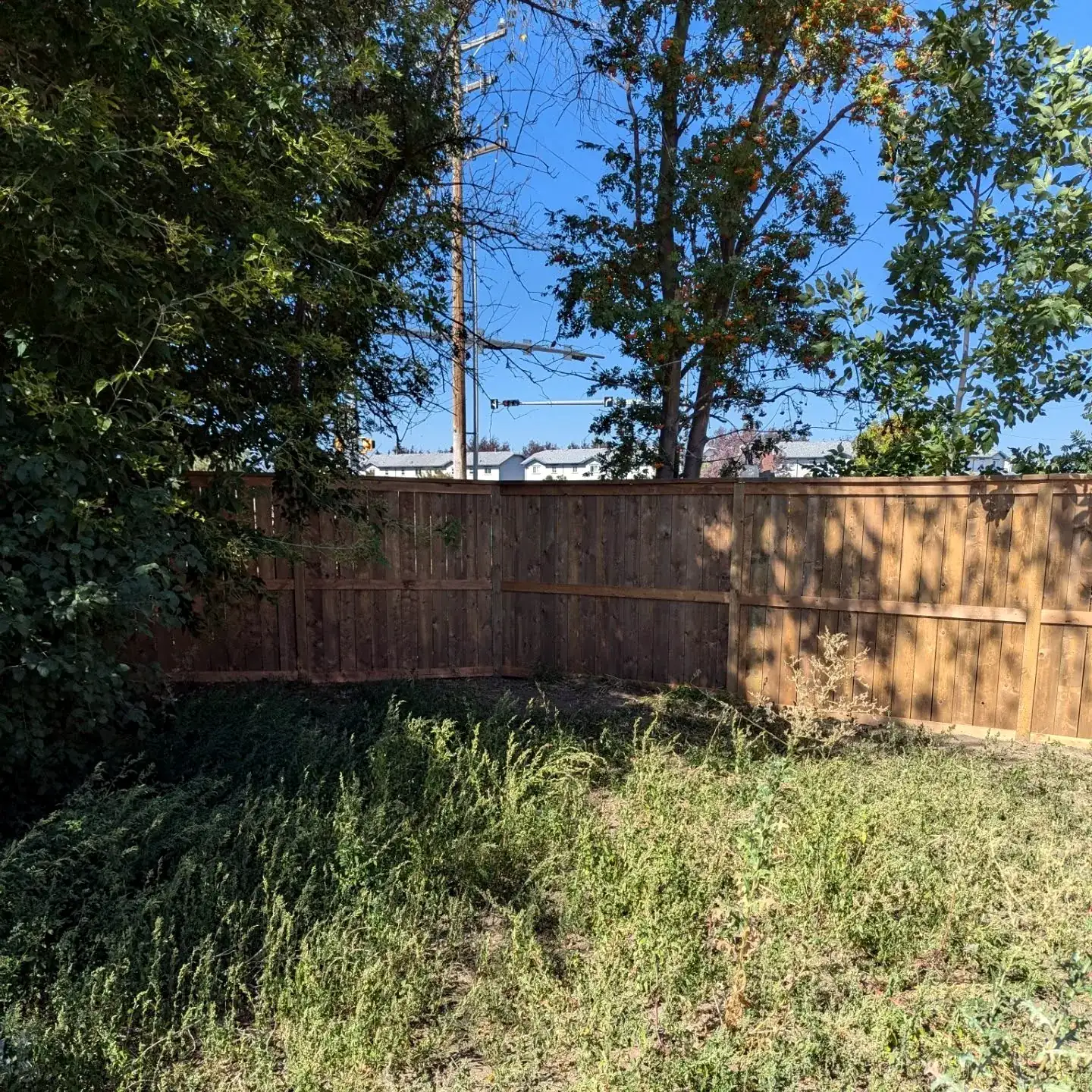 Privacy fence behind trees