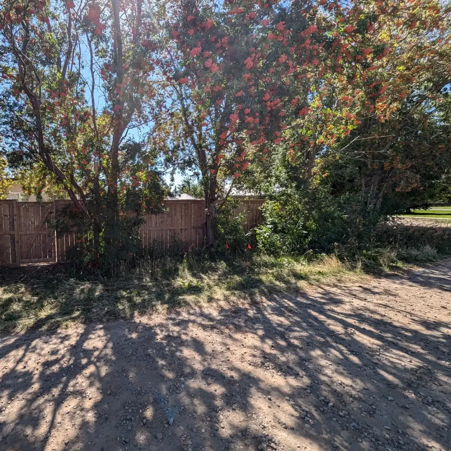 New fence line under mature trees