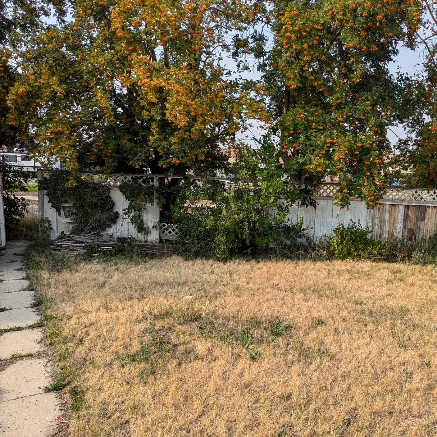 The yard before: old white lattice fence