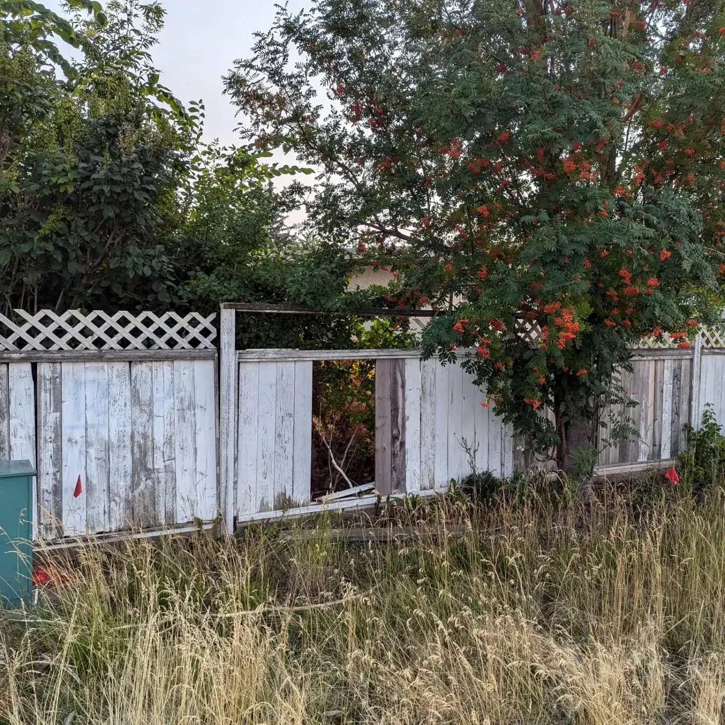 Old broken white fence before replacement